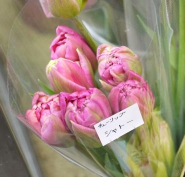 八重咲きチューリップがいろいろ入荷しました 切り花 花屋ブログ 京都府宇治市の花屋 フラワーショップはなまつにフラワーギフトはお任せください 当店は 安心と信頼の花キューピット加盟店です 花キューピットタウン