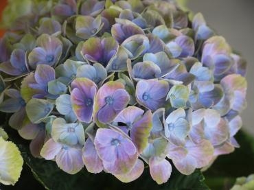 色が変わるアジサイ マジカル シリーズ 花屋ブログ 京都府宇治市の花屋 フラワーショップはなまつにフラワーギフトはお任せください 当店は 安心と信頼の花キューピット加盟店です 花キューピットタウン
