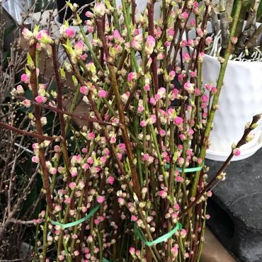 桃と桜が入荷しています｜「フラワーショップはなまつ」　（京都府宇治市の花キューピット加盟店 花屋）のブログ