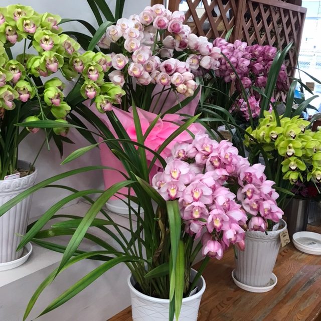 今日の鉢花入荷ラインナップ|「フラワーショップはなまつ」　（京都府宇治市の花屋）のブログ