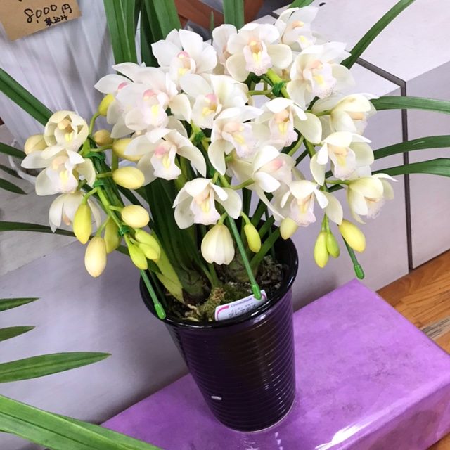本日入荷の鉢花|「フラワーショップはなまつ」　（京都府宇治市の花屋）のブログ
