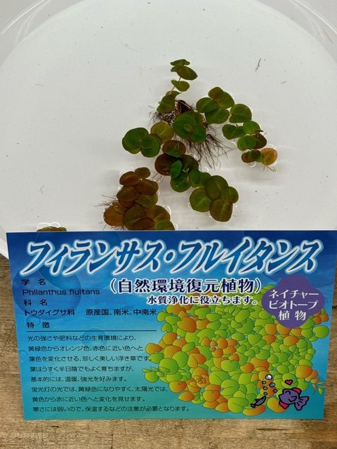 水草｜「フラワーショップはなまつ」　（京都府宇治市の花キューピット加盟店 花屋）のブログ