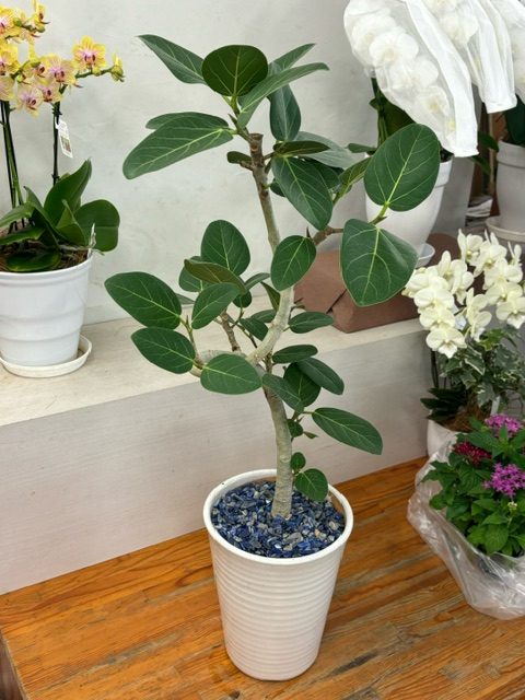 観葉植物｜「フラワーショップはなまつ」　（京都府宇治市の花キューピット加盟店 花屋）のブログ