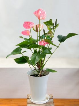 暑すぎるので・・・｜「フラワーショップはなまつ」　（京都府宇治市の花キューピット加盟店 花屋）のブログ