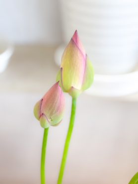 蓮の花・蓮台・葉が入荷しました。|「フラワーショップはなまつ」　（京都府宇治市の花屋）のブログ