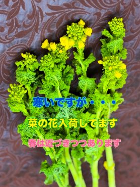 菜の花入荷|「フラワーショップはなまつ」　（京都府宇治市の花屋）のブログ